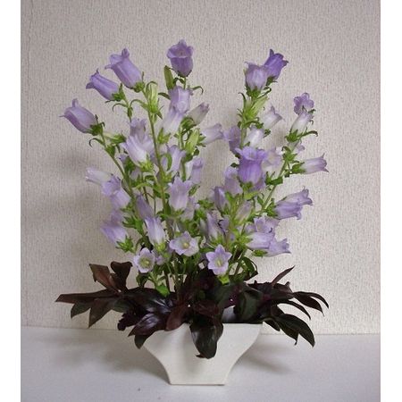 生花 カンパニュラ チャンピオンスカイブルー 淡い紫 通販 はなどんやアソシエ
