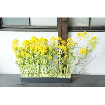 生花】菜の花 40cm- 千葉県など【OT】 - 花材通販はなどんやアソシエ