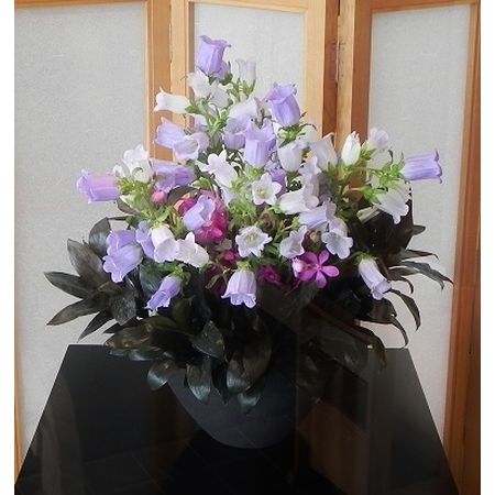 生花 カンパニュラ チャンピオンスカイブルー 淡い紫 通販 はなどんやアソシエ