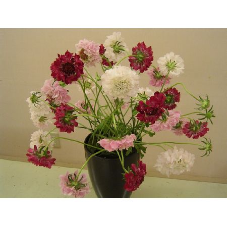 生花】NODAフラワーのスカビオサ:モモコ(ピンク)40cm【早締切-17