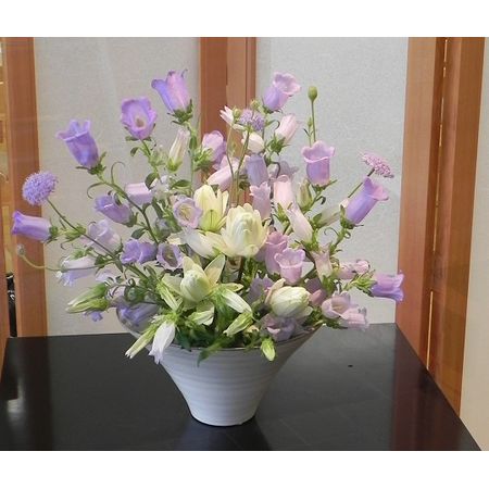 生花 カンパニュラ チャンピオンスカイブルー 淡い紫 通販 はなどんやアソシエ