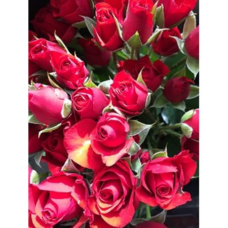 生花】SPバラおまかせ 赤(品種おまかせ)ファンファール