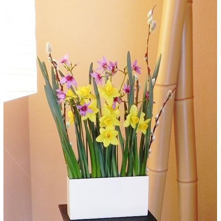 生花 ラッパ水仙 フォーチュン 黄色 リップ黄色 入荷少な目 通販 はなどんやアソシエ 生花 ラッパ水仙 フォーチュン 黄色 リップ黄色 入荷少な目 通販 はなどんやアソシエ