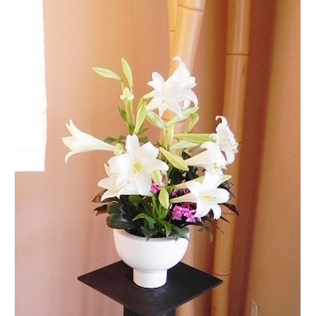 おかあさん シンテッポウユリ　鉄砲百合　百合　生花　切り花 シンテッポウユリ（新鉄砲百合） 【かぎけんWEB】