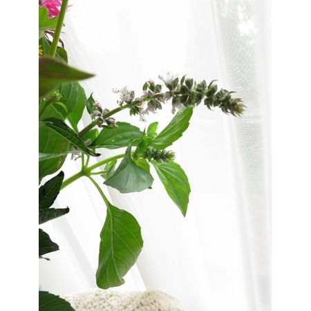 生花 中里園芸のレモンバジル 花穂あり 入荷少 通販 はなどんやアソシエ