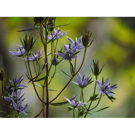 生花 イブニングスター 紫 入荷少 通販 はなどんやアソシエ