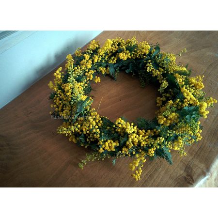 生花】長作園さんの銀葉ミモザアカシア(60cm)※入荷少 - 花材通販はなど