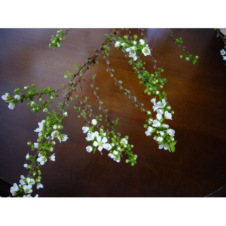 雪柳です 直前!/】雪柳(花付き)70cm- ※商品説明をお読みください。 - 花材