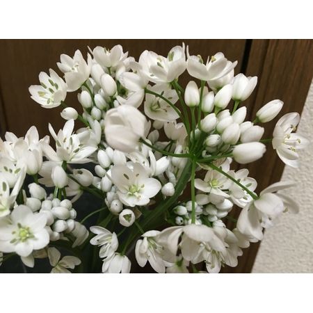 生花 アリウム コワニー 白 40cm Ot 通販 はなどんやアソシエ