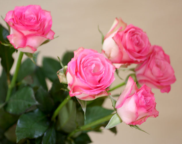 生花】バラ メインラブチェリー(ピンク)50cm程度□今週のオトク - 花材 