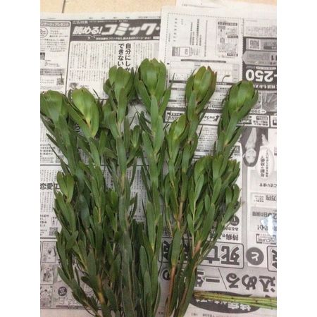 生花】1輪咲きリューカデンドロ Gストライクなど(緑～黄色系