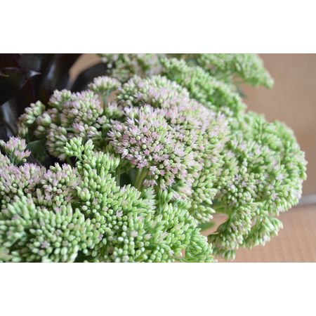 生花】セダム(グリーン)35cm-【OT】 ※時期により花穂の大きさ色 生花】セダム(グリーン)35cm-【OT】 ※時期により花穂の大きさ色