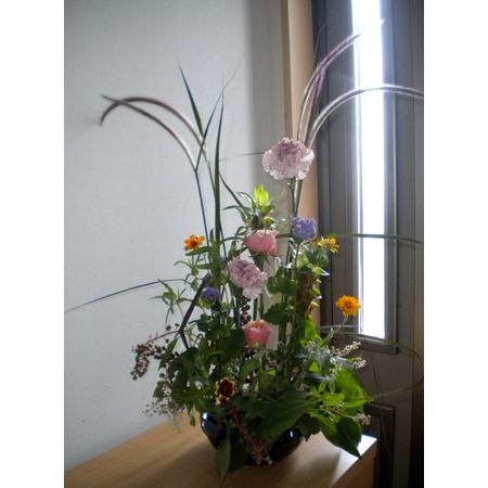 生花】パープルファウンテングラス 70センチ程度【OT】 - 花材 生花】パープルファウンテングラス 70センチ程度【OT】 - 花材