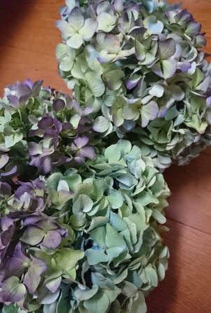 生花 片品村の秋色アジサイ 紫 ブルー緑系 商品説明およみください 通販 はなどんやアソシエ