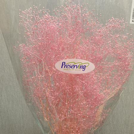 ピンクのかすみ草