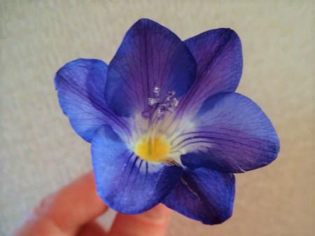 生花 フリージア 紫 ブルーシーなど 通販 はなどんやアソシエ