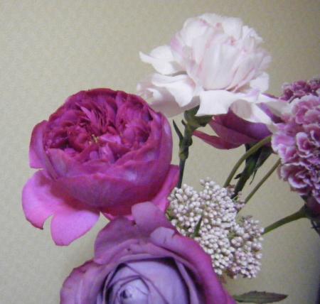 直前 バラ ブルジョア ダークローズピンク カップ咲 60cm程度 生花 通販 はなどんやアソシエ