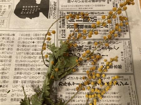 直前!】ミモザアカシア(ロング100cm) 【生花】 - 花材通販はなどんや