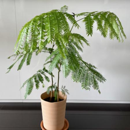 送料無料】【生花/即納】観葉植物 エバーフレッシュの鉢(5〜6寸 送料無料】【生花/即納】観葉植物 エバーフレッシュの鉢(5〜6寸