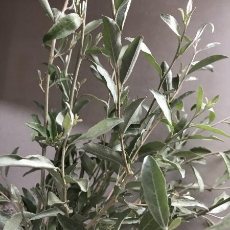 直前!!】ロシアンオリーブ(40〜50cm)【生花】 - 花材通販はなどんや