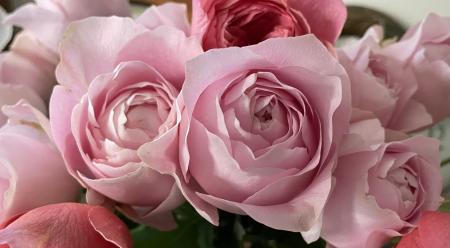 08直前】バラ オール4ハート+(淡いピンク)70cm 掛川市農協 70cm【生花