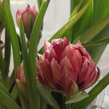 直前!!】球根つきミニチューリップ テタテ(赤) - 花材通販はなど