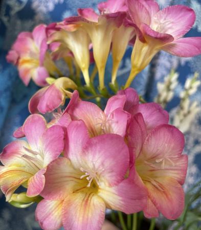 08直前FJ】 石川県のフリージア エアリーピンク 60cm程度【生花】 - 花