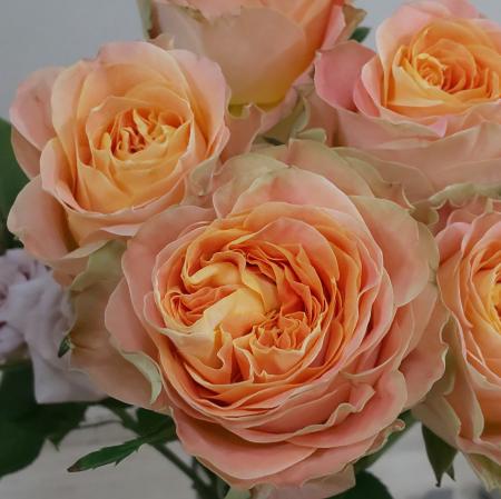 直前!】バラ スピキュール(オレンジ複色カップ咲き)50m程度 前橋バラ