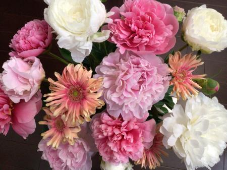 08直前!】芍薬 エッチドサーモン(ピンク)秋田県80cm - 花材通販はなど