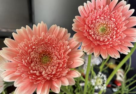 直前!!】ガーベラ サララ(八重ピンク)【生花】 - 花材通販はなどんや