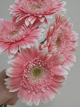 直前!】ガーベラ サララ(八重ピンク)【生花】 - 花材通販はなどんや