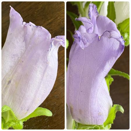 直前】【生花】カンパニュラ チャンピオンスカイブルーなど(淡い