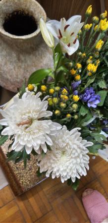 生花】白菊 Lサイズ〜 【OR-5】 - 花材通販はなどんやアソシエ