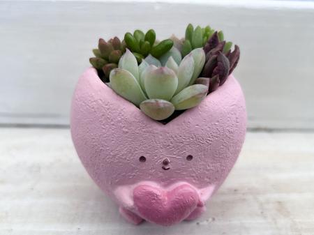 ハートピンク succulentes