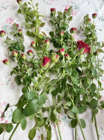 思っていたより小ぶり