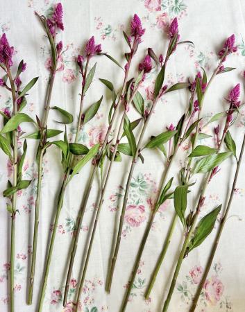 かなり小ぶりです!