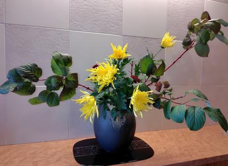 直前!!】糸菊 黄 ※品種はお任せとなります - 花材通販はなどんやアソシエ