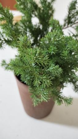 生花/即納】ヒムロ杉 50-60cm程度 1束約5本入り - 花材通販はなどんや