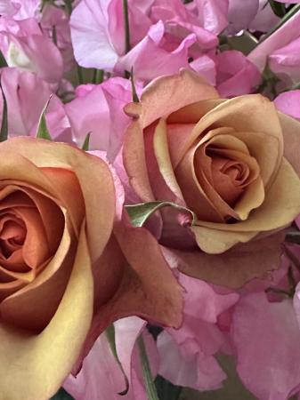 生花】【後藤バラ園】バラ ヴィンテージ【OR-13】 - 花材通販はなどん