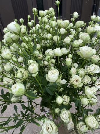 生花】SPバラ ヴェールウッズ(極小輪)2-30cm前後※入荷小【早締切-74