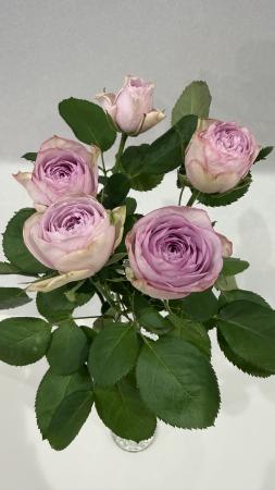 直前!】バラ ライラッククラシック(紫 カップ咲き)40cm- 金田バラ園